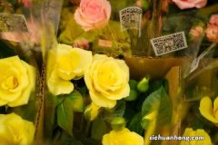 月季花花语大全