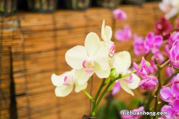 蝴蝶兰浇水的正确方法