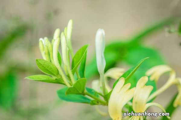 金银花泡水喝有什么作用