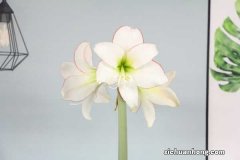 朱顶红的作用和功效