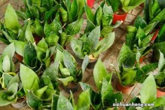 虎皮兰开花寓意什么，是不是好兆头