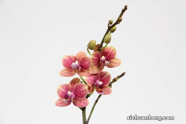 蝴蝶兰什么时候长花剑