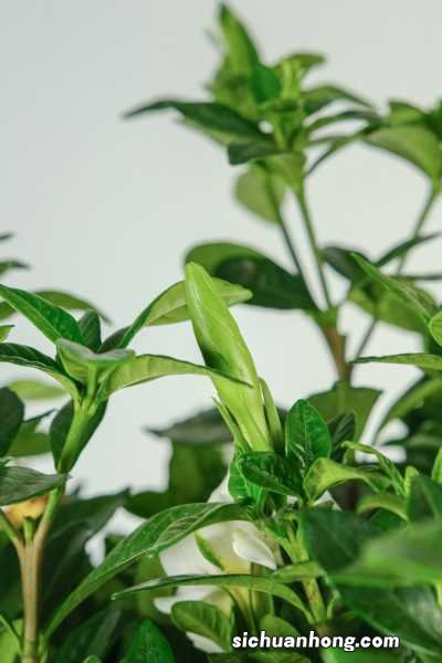 栀子花刚买回来就蔫了怎么办