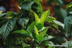 栀子花水培最佳时间