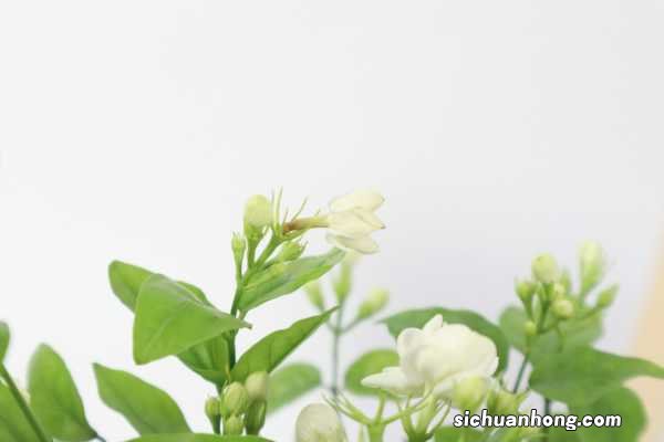 茉莉冬天换盆注意事项