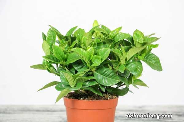 栀子花喜欢水吗