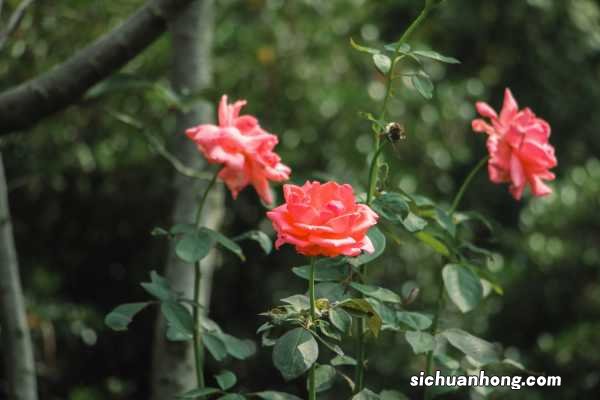 月季花是春天开的吗