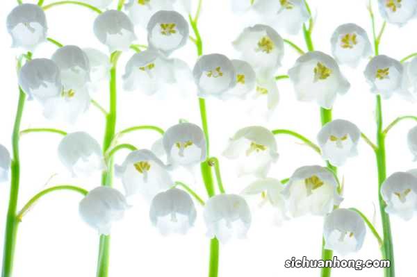 铃兰有什么作用