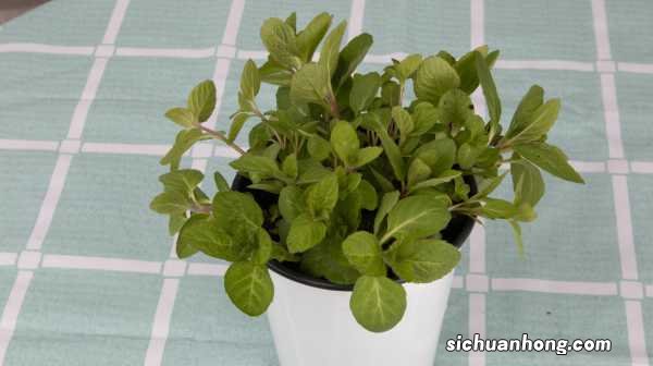 薄荷的花语和文化传说