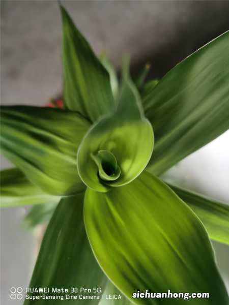 富贵竹风水大盘点,不懂你就吃大亏了