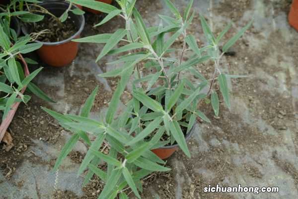 千屈菜的功效和作用