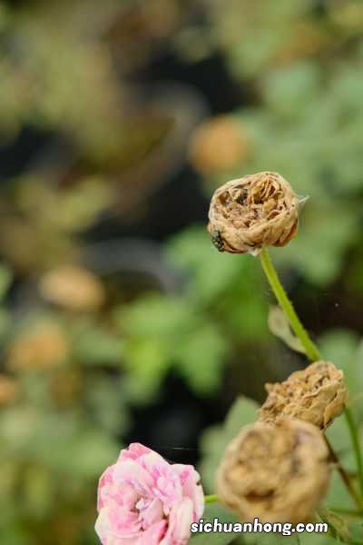 月季适合什么土壤