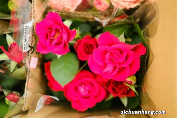 月季花用什么肥料最佳