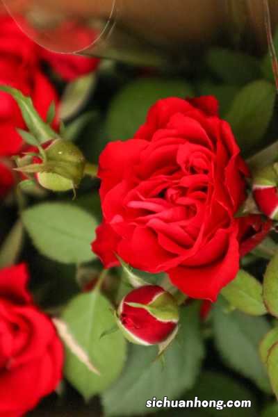 月季花用什么肥料最佳