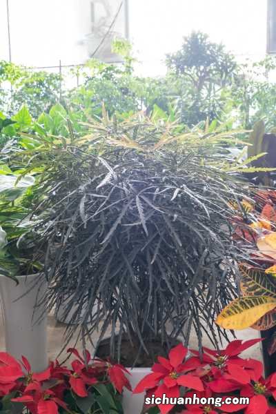 孔雀木的功效和作用