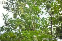 柚子北方可以种植吗