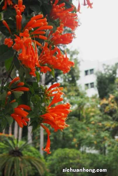 炮仗花有什么作用