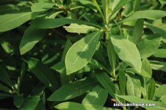 结香有什么作用