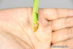 种富贵竹有讲究吗