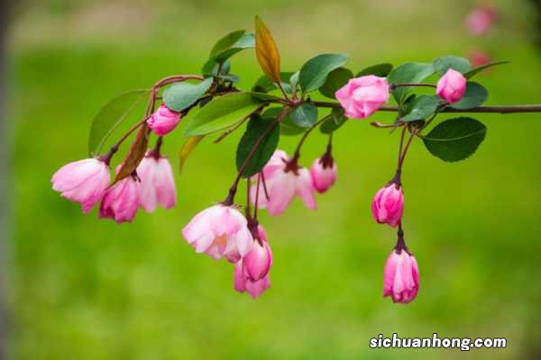 垂枝海棠的花语和文化背景