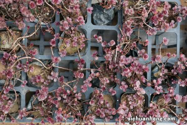 小球玫瑰的养殖方法和注意事项