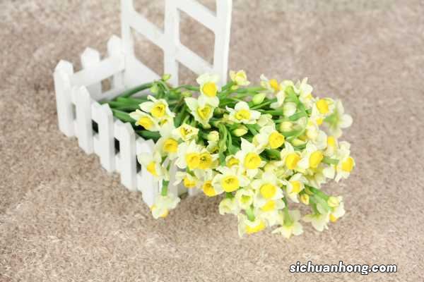 水仙花可以剪叶子吗