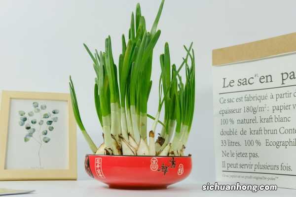 水仙多久换一次水，怎么养护