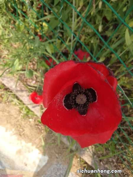 虞美人什么时候开花