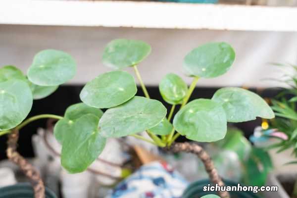 镜面草能长多大