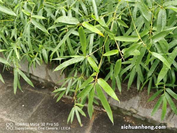 家中竹子开花破解,为什么开花