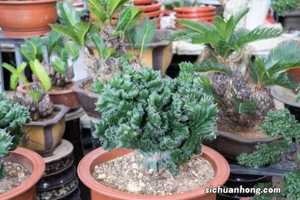 麒麟掌有毒吗，能在家养吗