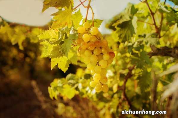 葡萄有那些颜色？不同葡萄品种和成熟度颜色不同