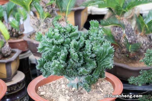 麒麟掌的花语及寓意