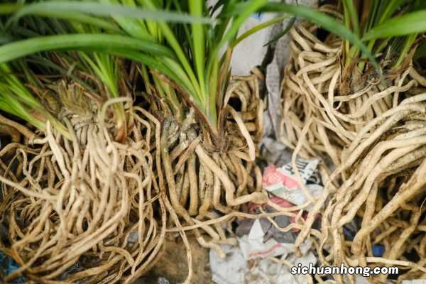 野兰花什么品种最珍贵？常见品种野兰花图片