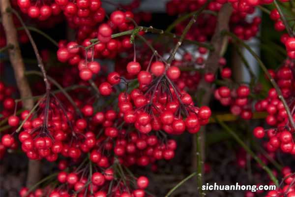 富贵籽 朱砂根有什么作用