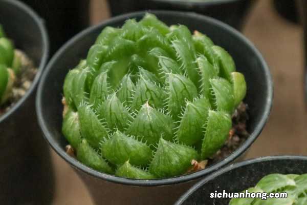 玉露长出侧芽后怎么办