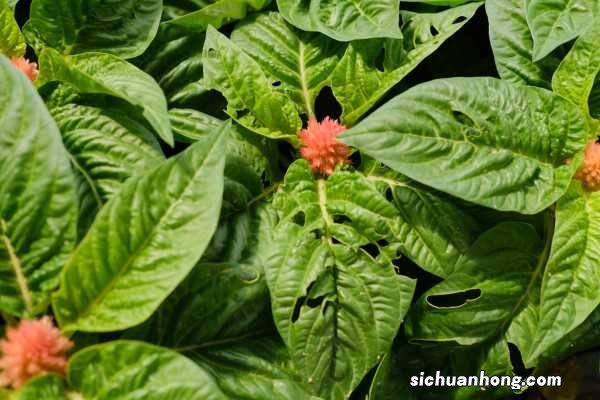 农村常见的鸡冠花,竟然有这么大用处