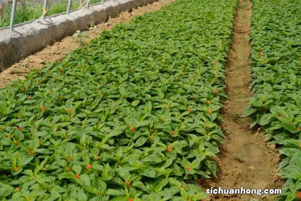 农村常见的鸡冠花,竟然有这么大用处