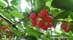 樱桃籽能种樱桃吗