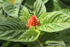 鸡冠花的养殖方法和注意事项