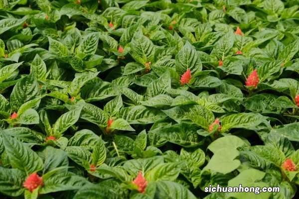 鸡冠花的养殖方法和注意事项