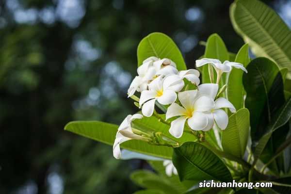 鸡蛋花的养殖方法和注意事项