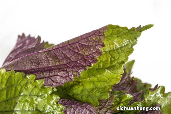 紫苏的养殖方法和注意事项