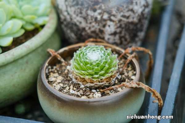 蛛丝卷绢养殖方法和注意事项