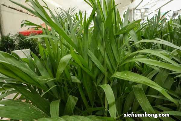 夏威夷椰子的养殖方法和注意事项