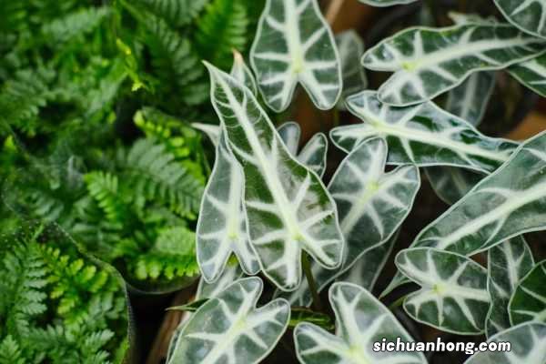 黑叶观音莲有毒吗