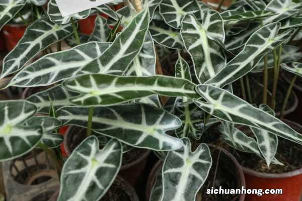 黑叶观音莲有毒吗