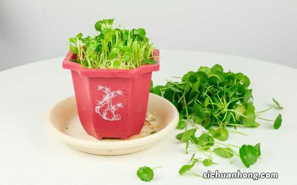 铜钱草冬天怎么养