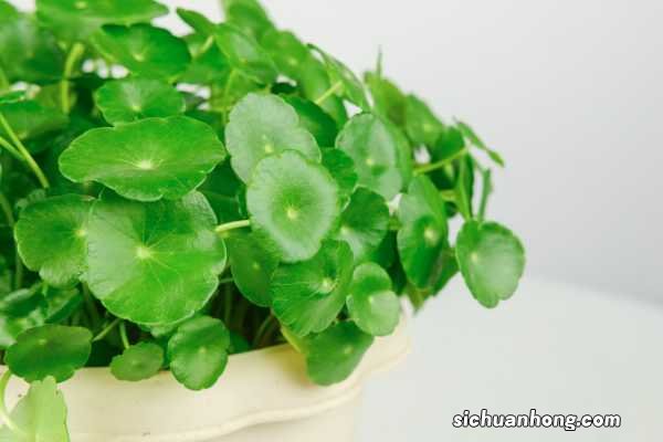 铜钱草冬天怎么养