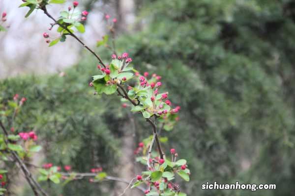 家里养海棠花有什么好处
